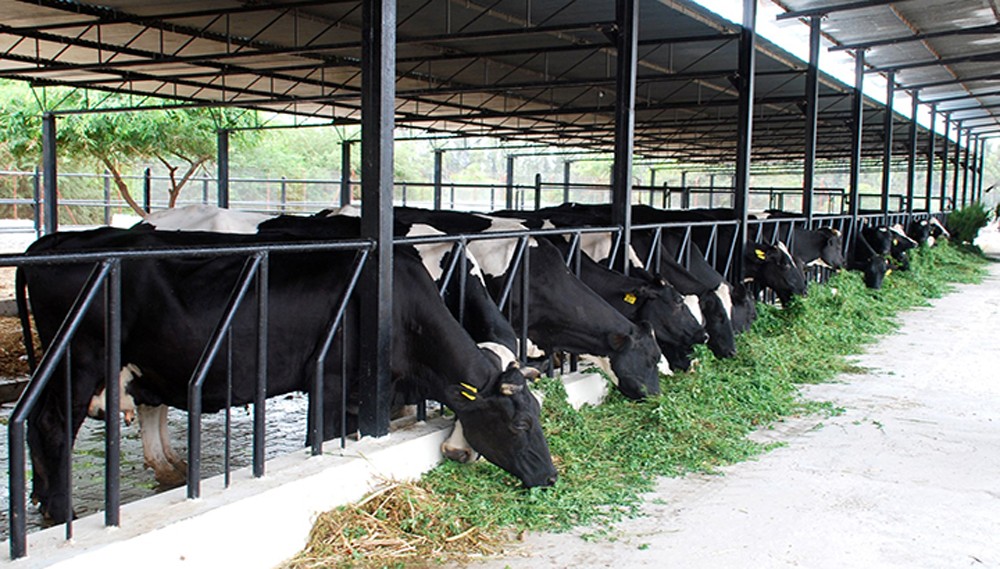 गाउँ फर्किएर गाईपालनमा युवा