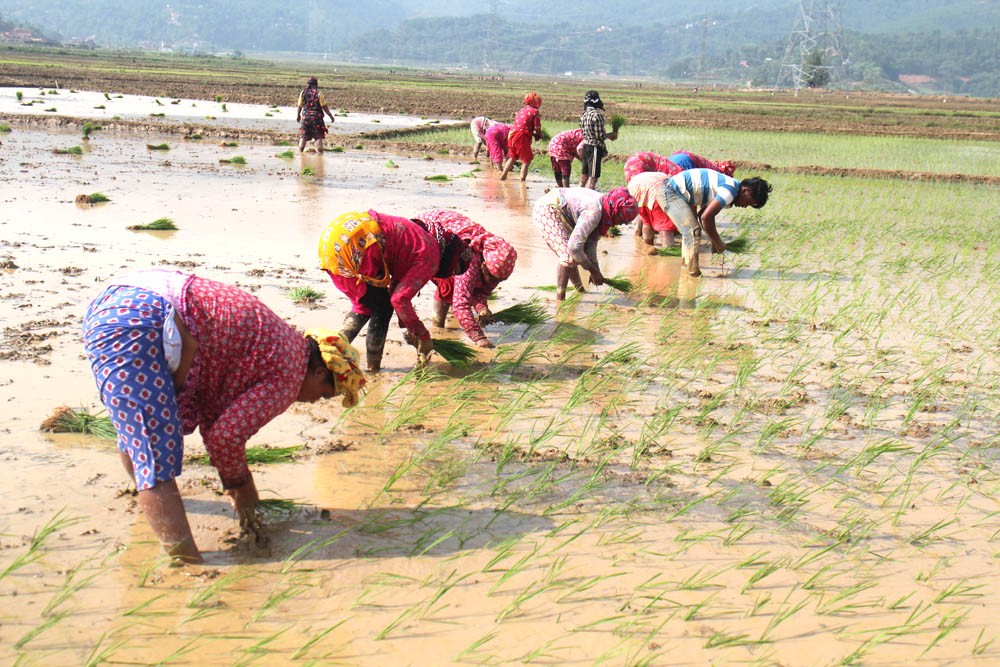 रोपाइँमा गुञ्जिन छाडे ‘असारे भाका’