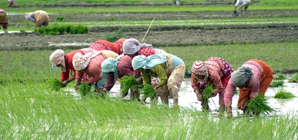 असारे पन्ध्रः पाल्पामा ४२ प्रतिशत रोपाइँ