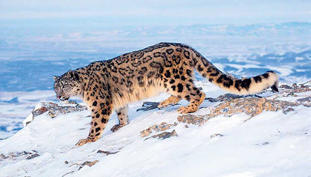 ढोरपाटनमा पहिलो पटक हिउँ चितुवा गणना गरिँदै