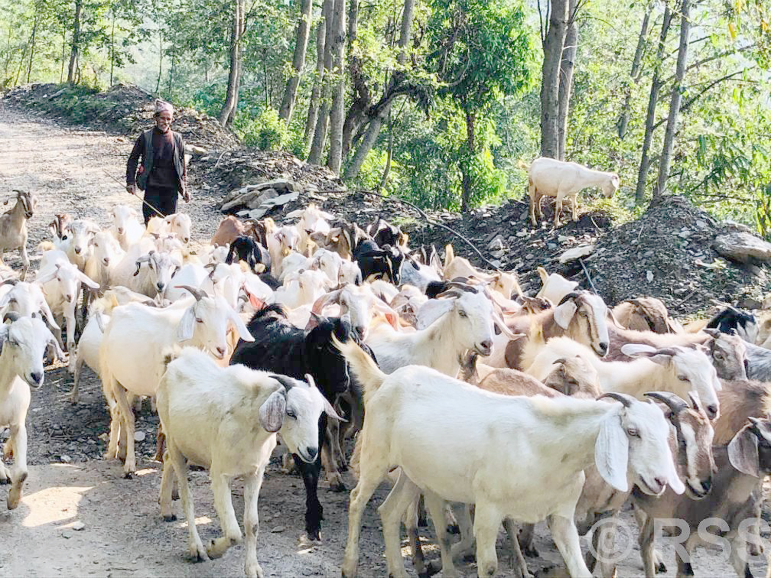खसीबोका पालनमा गुल्मीका किसानको आकर्षण