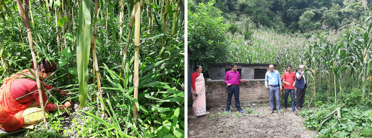 एकै वडाबाट ७ लाख ७३ हजारको अदुवा बिक्री