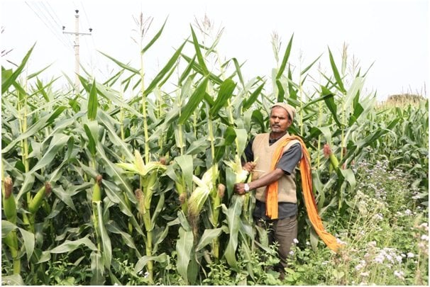 उन्नत जातको मकैमा दाना नलागेपछि किसान चिन्तित