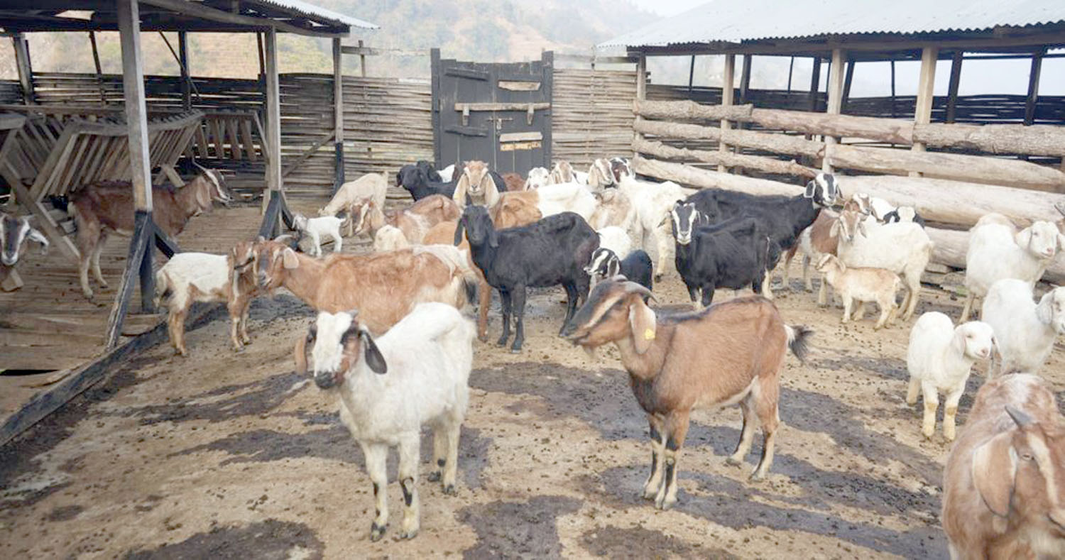 गुल्मीका बाख्रामा देखिएको पिपिआर रोग नियन्त्रणमा