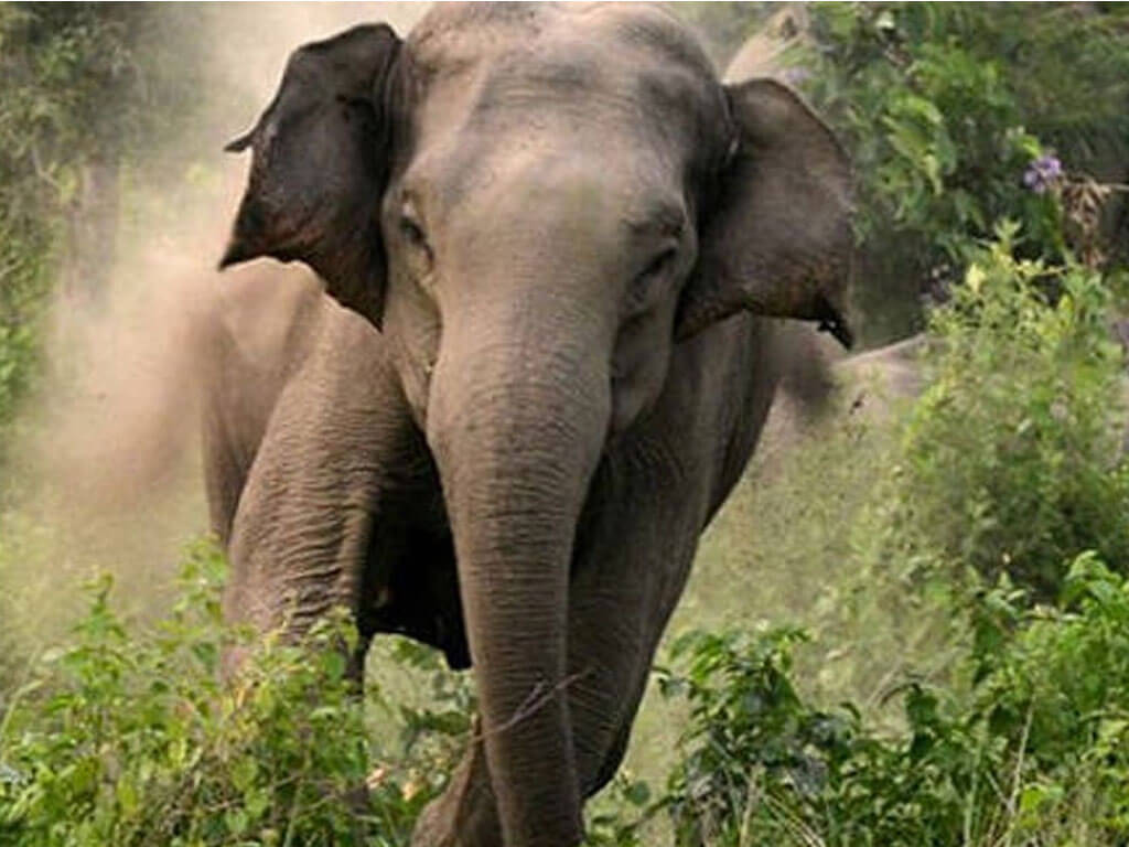 हात्तीबाट हुने क्षति कम गर्न साइरन जडान