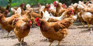 पर्यटन प्रवर्द्धनसँगै पोषण सुधारका लागि कुखुरा वितरण
