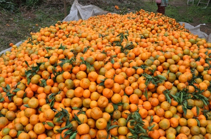 गण्डकीमा क्षेत्रफलसँगै सुन्तला उत्पादन बढ्यो