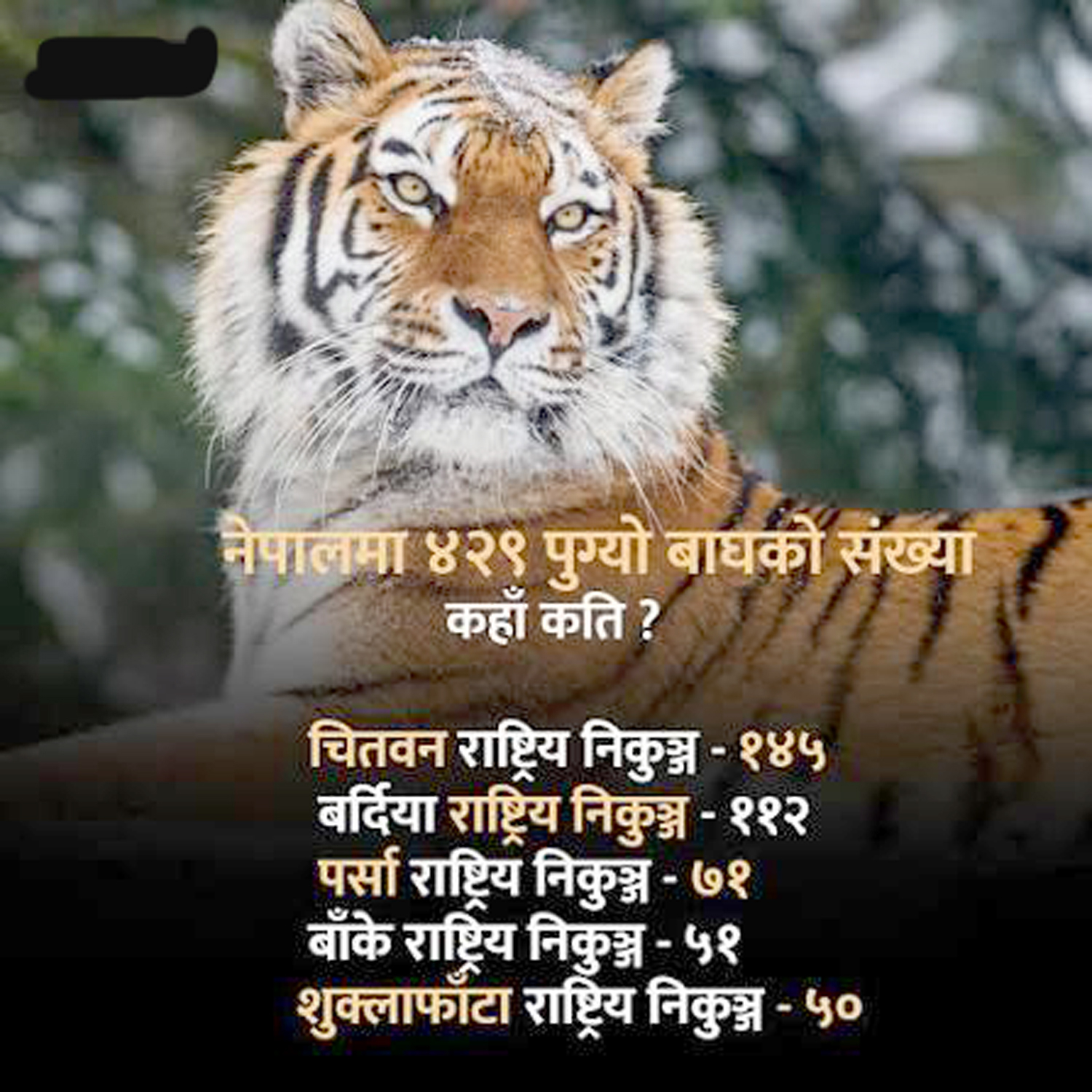 नेपालमा बाघको सङ्ख्या ४२९