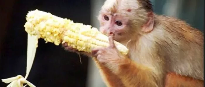 गुल्मीमा वन्यजन्तुको बढ्दो आतंक रोक्न पहल गरिने