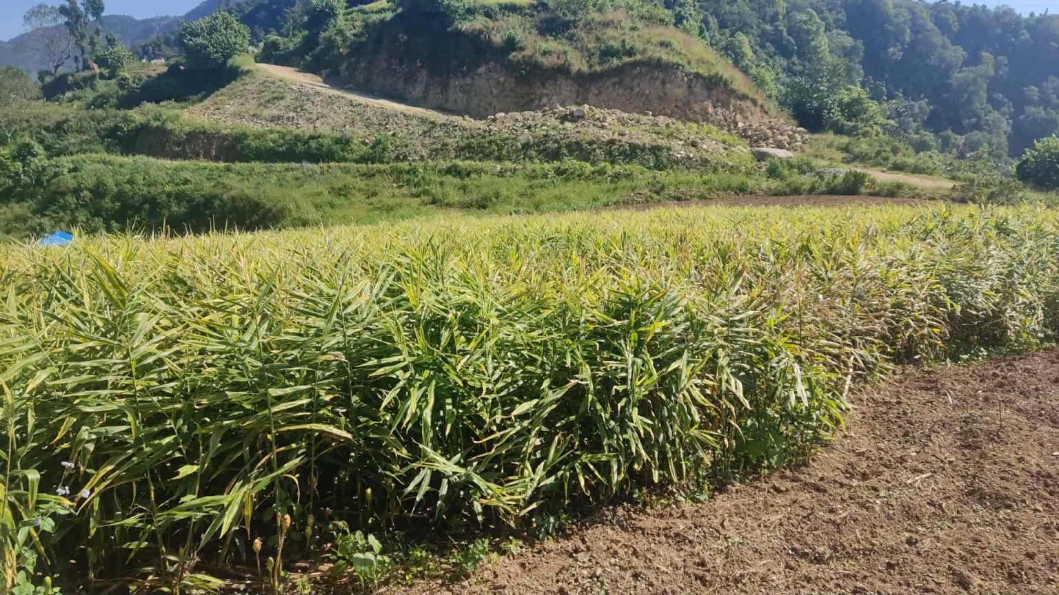 मूल्य खस्किएपछि अदुवा किसान मारमा