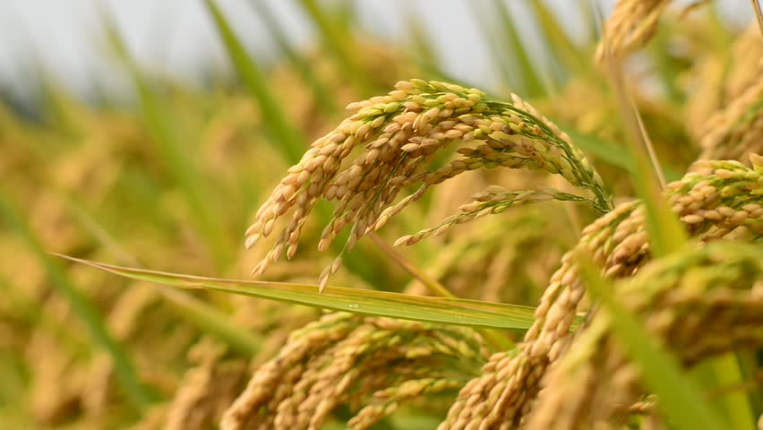 पाल्पाका किसान  उन्नत जातका धान उत्पादनमा आकर्षित