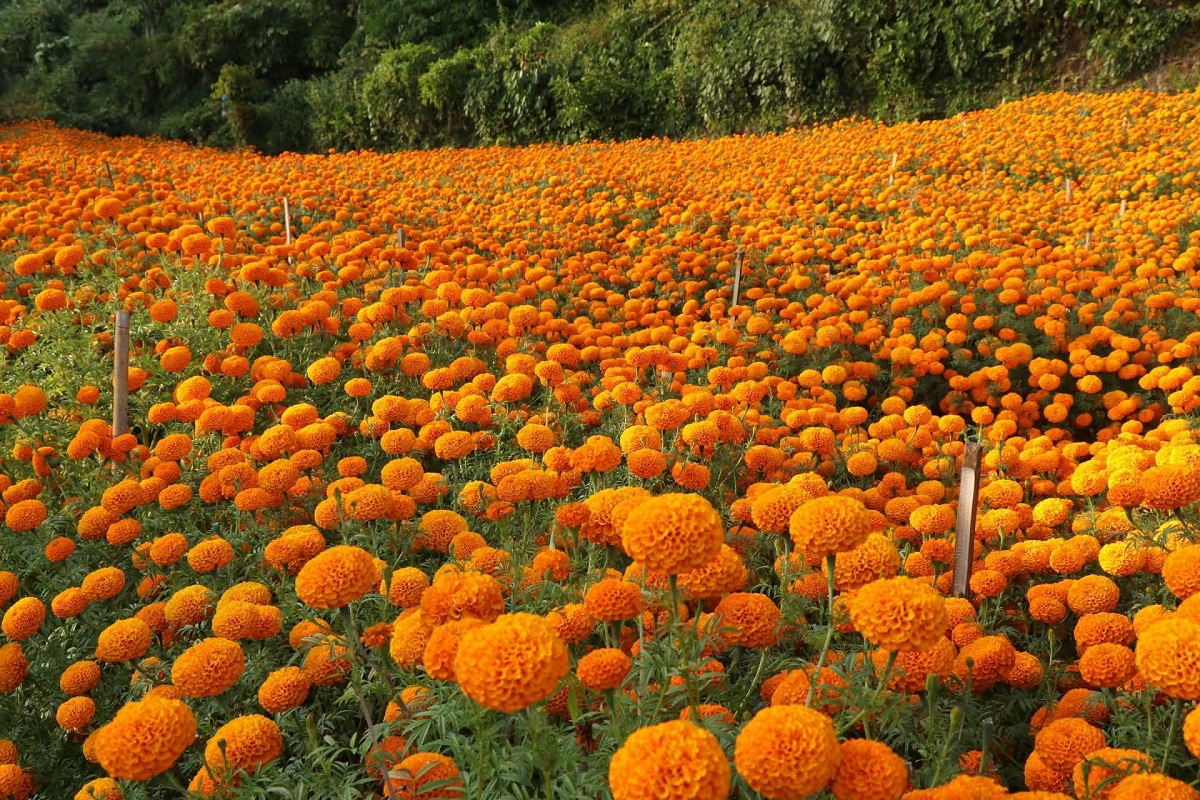 आलेखः फूलखेतीमै रमाएका कृषकहरु