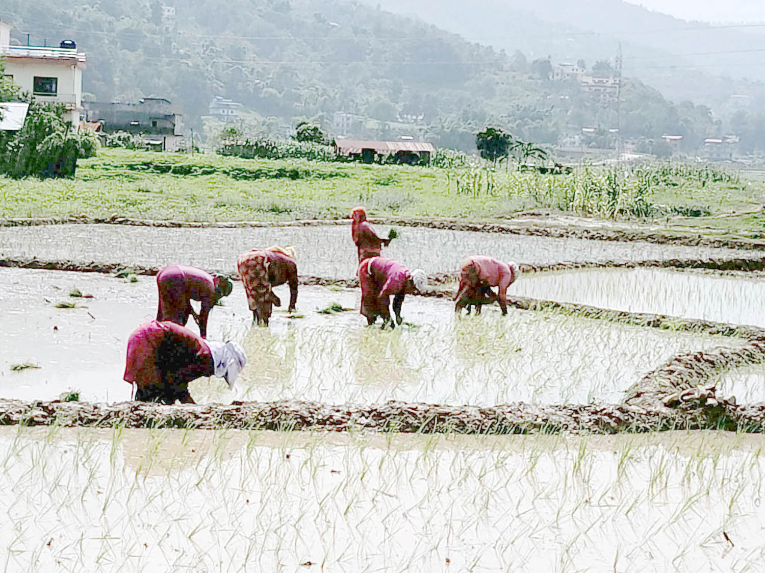 पाल्पामा सकियो ७१ प्रतिशत धान रोपाइँ