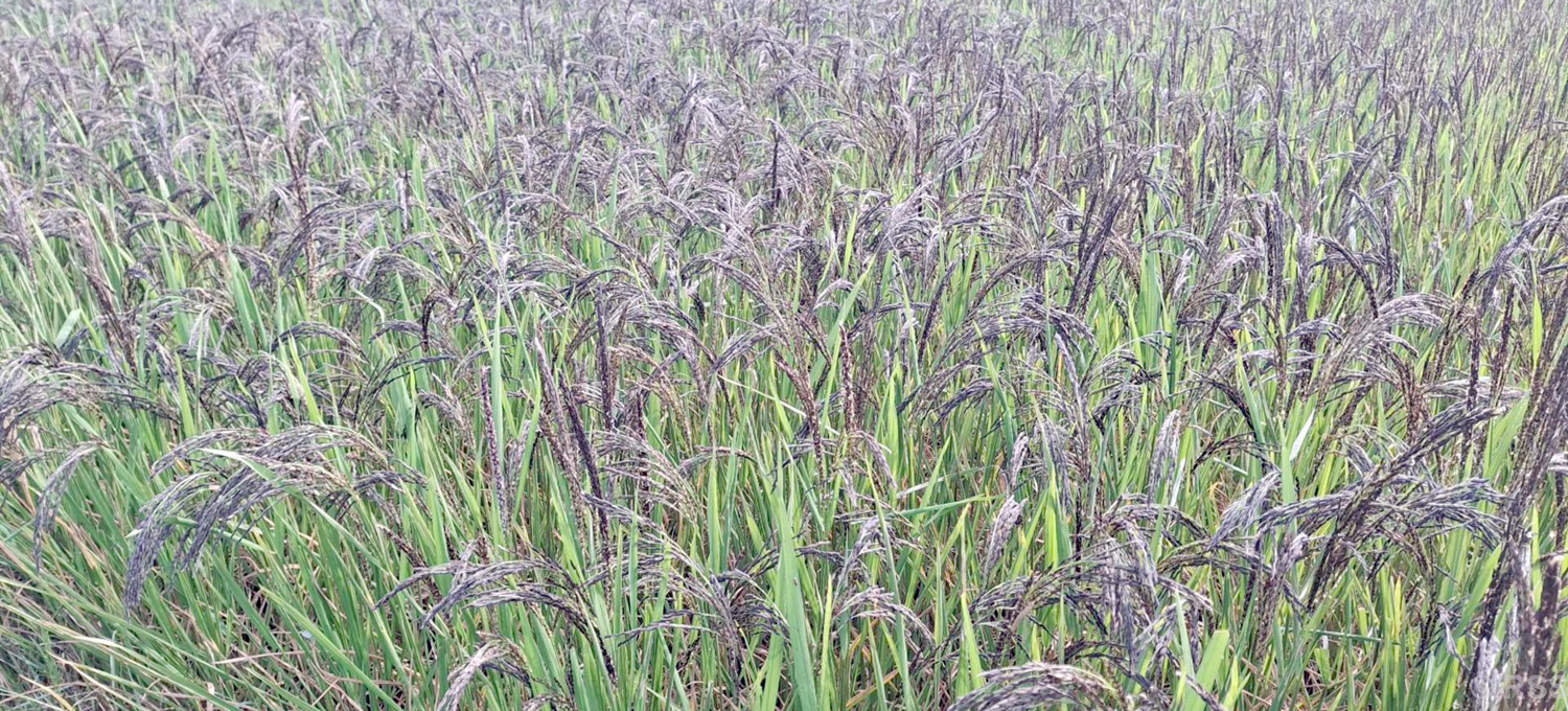 बाँकेमा कालानमक धानको संरक्षण गरिँदै