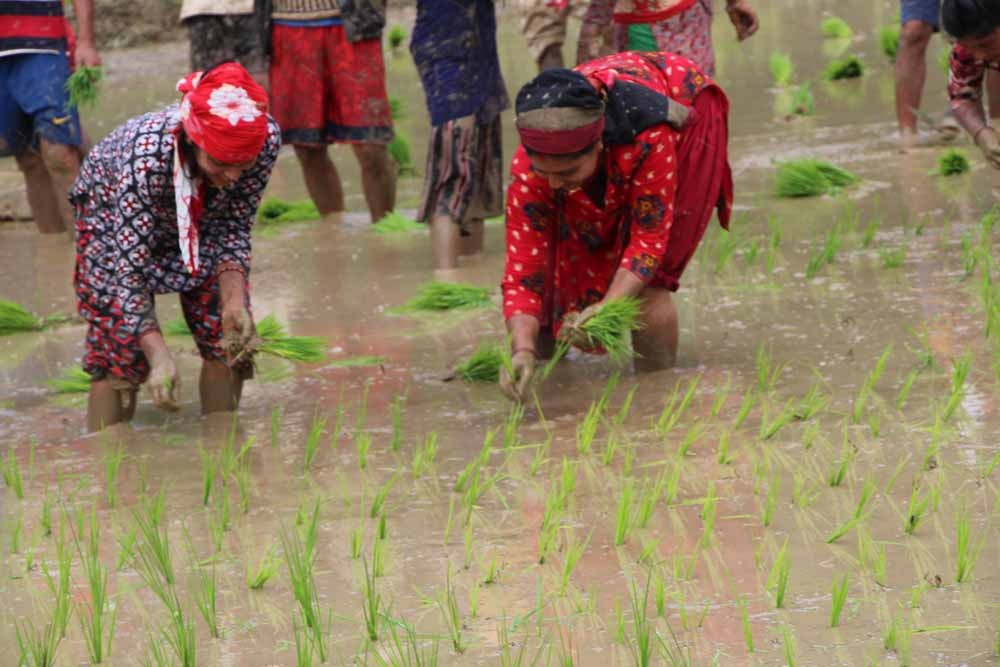 गुल्मीमा ९५ प्रतिशत रोपाइँ सकियो