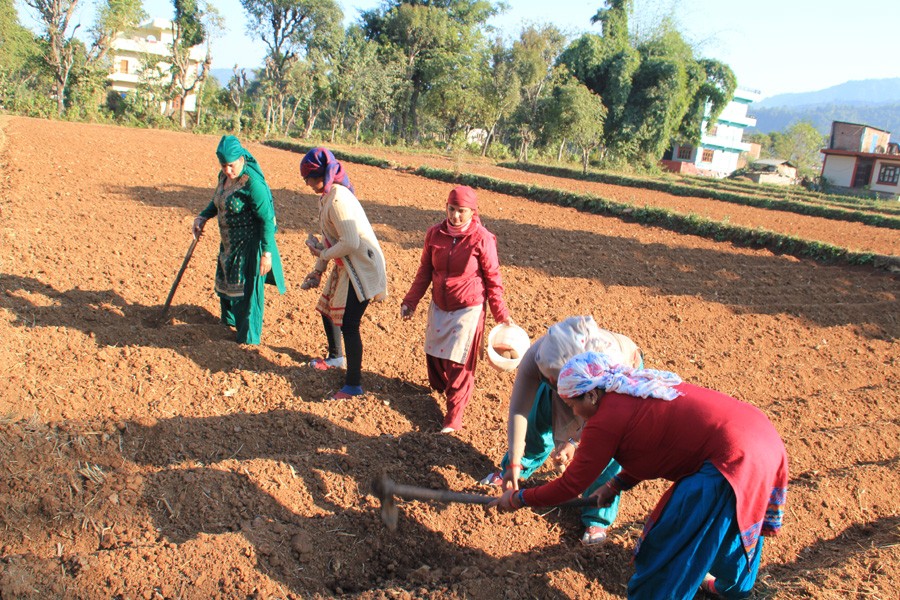 रामपुरका महिला जनप्रतिनिधि सामूहिक कृषि कर्ममा