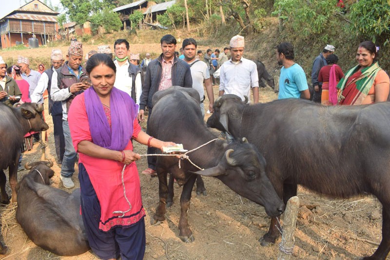 धुर्कोट गाउँपालिकाका कृषकलाई भैसी