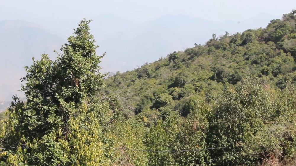 रेसुङ्गा र मदाने वन क्षेत्रका स्थानीयलाई आयआर्जन कार्यक्रम