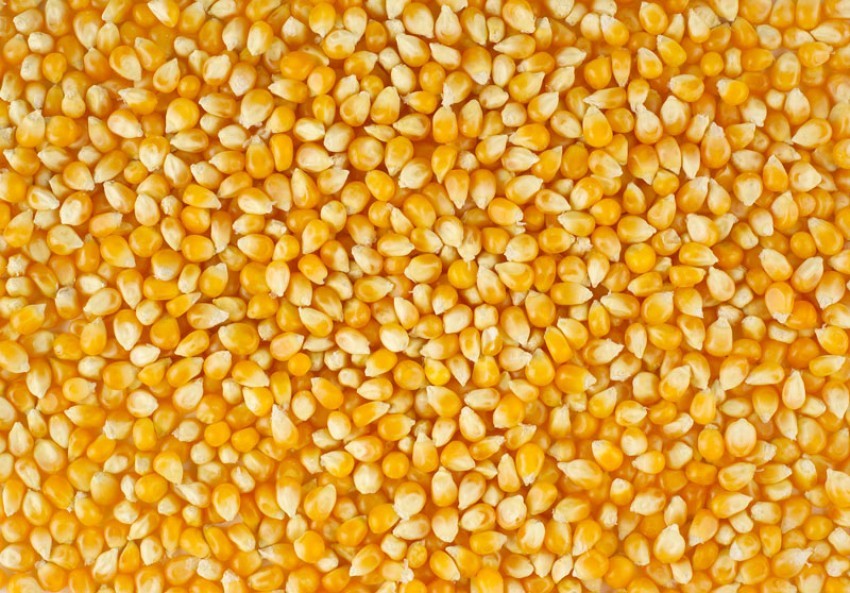 मकैको बीउ विक्रीबाटै मनग्य आम्दानी