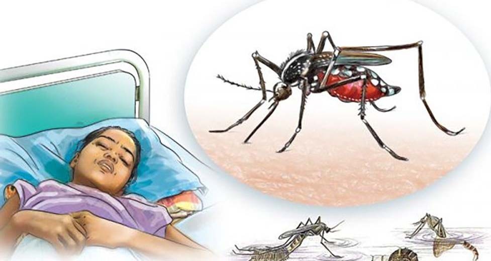 डेङ्गुबाट ४८ को मृत्यु