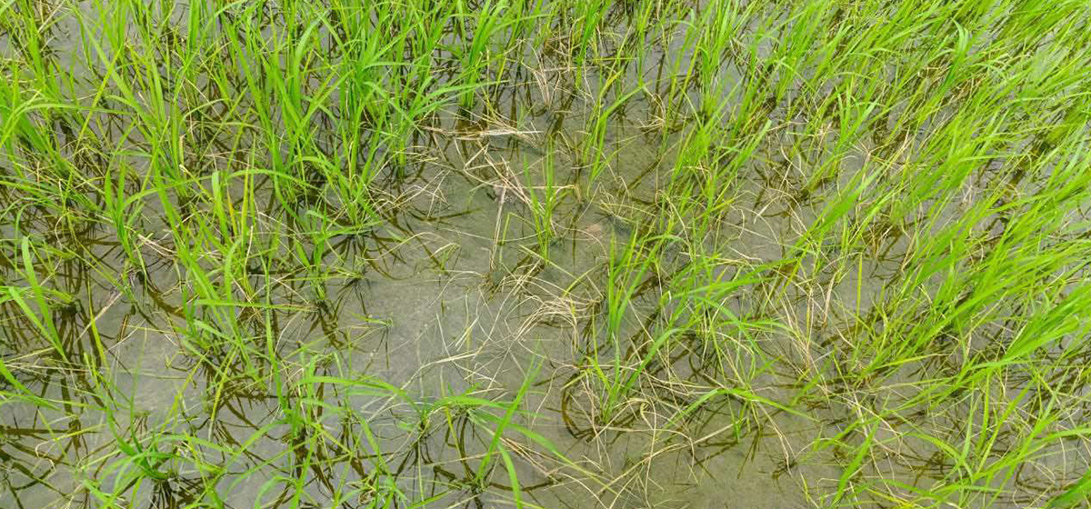 रोपो कुहिन थालेपछि किसान चिन्तित