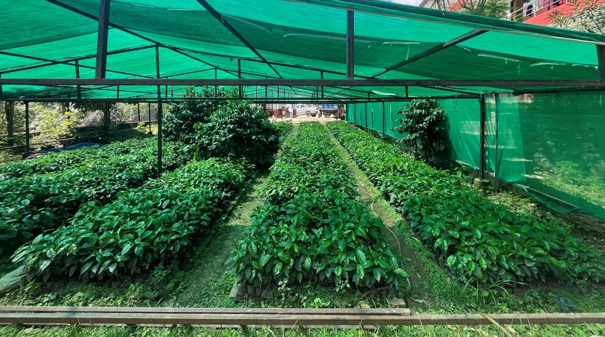 गुल्मीमा कफीका बिरुवाको माग बढ्दो