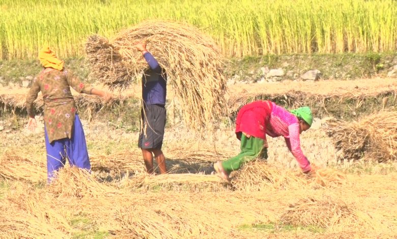 किसानलाई धान काट्ने चटारो