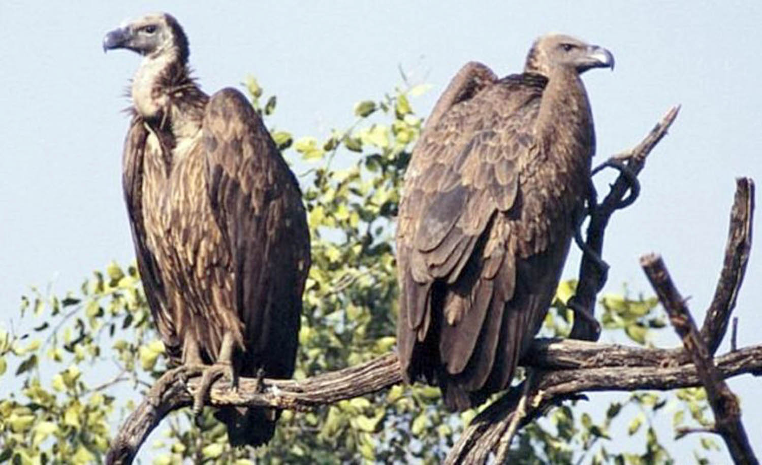 संरक्षण नहुँदा गिद्ध सङ्कटमा