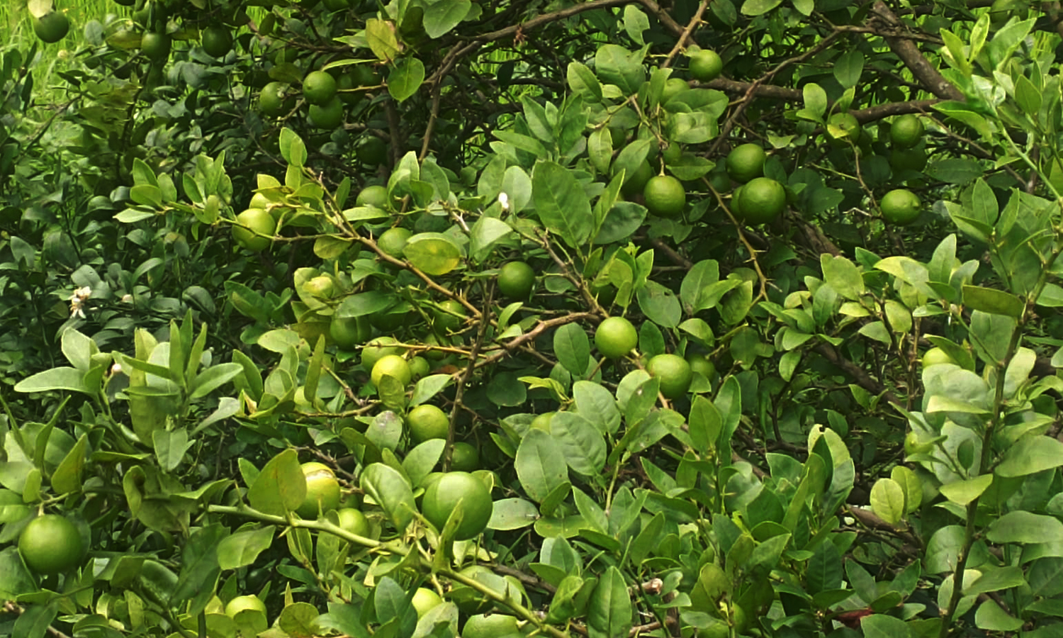 कागती बिक्री नहुँदा किसान समस्यामा