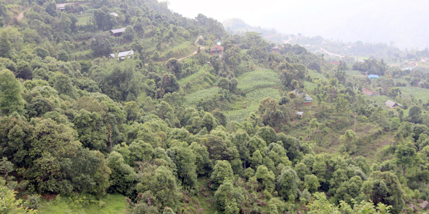 आम्दानीको मुख्य स्रोत बन्दै दालचिनी