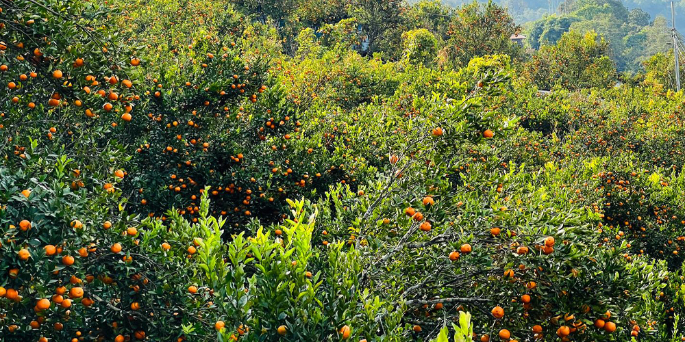 कोदो, मकै फल्ने बारीभरी लटरम्म सुन्तला स् यस वर्ष रु १५ लाखको बिक्री