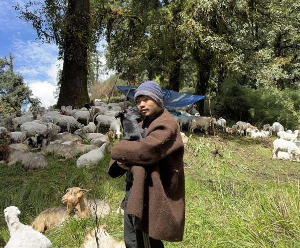 भेडापालनमा भविष्य खोज्दै आस्मन