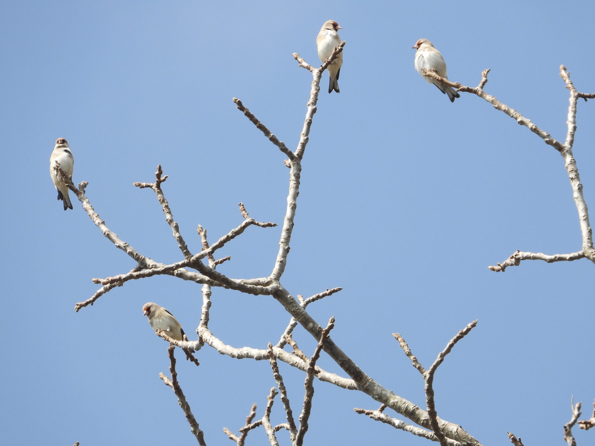 रेसुङ्गा र मदाने दुर्लभ चराको वासस्थान