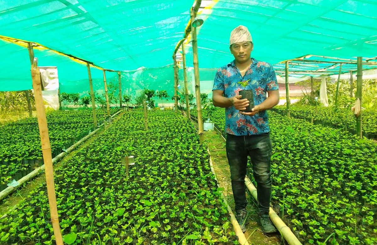 एउटै फार्मबाट एकै सिजनमा नौ हजार कफीका बिरुवा बिक्री