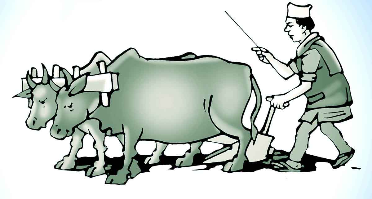 गोरु पाल्ने किसानलाई पालिकाको अनुदान