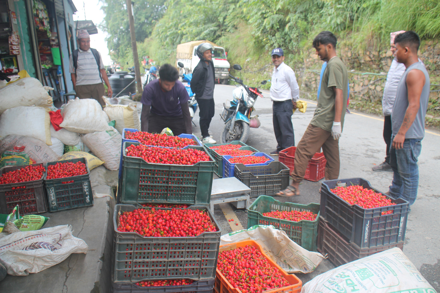 रिब्दीकोटका किसानले अकबरे खुर्सानी बिक्री गरेर दसैँतिहार मनाए