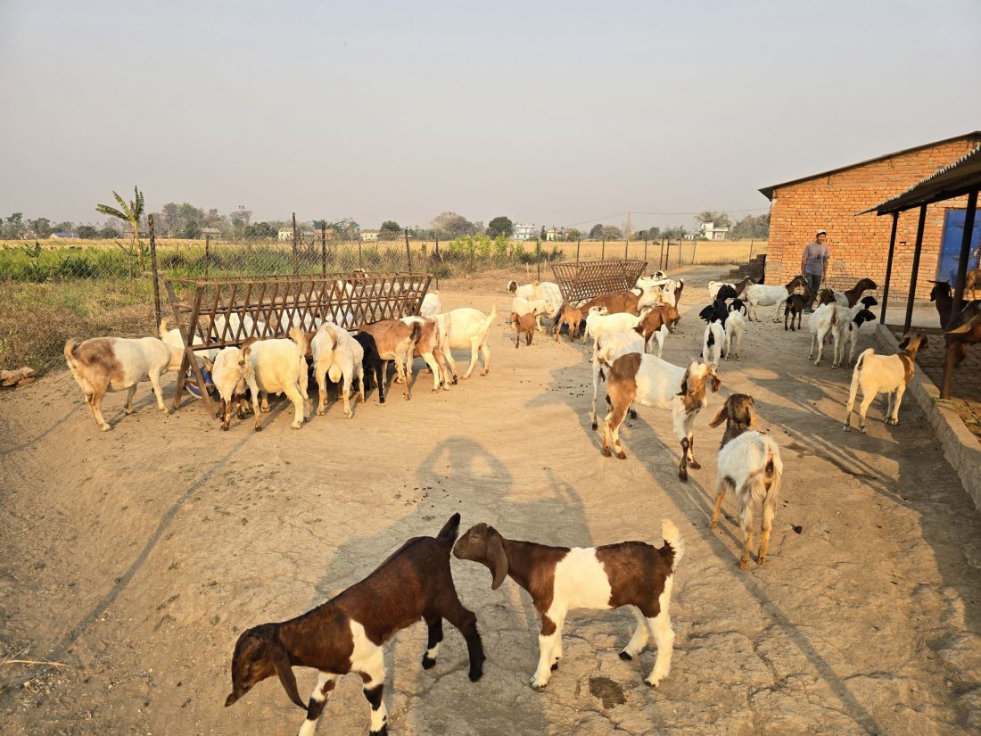 विदेशबाट फर्किएका युवा बाख्रापालन व्यवसायमा संलग्न