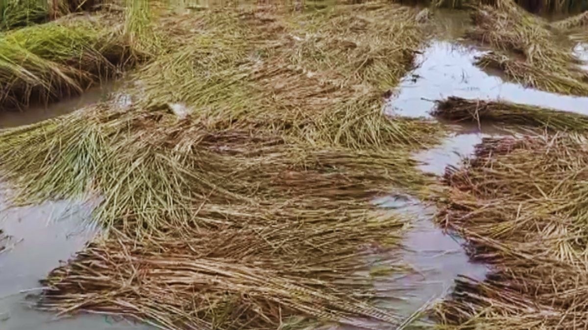 बेमौसमी वर्षाले धानमा क्षति, किसान चिन्तित