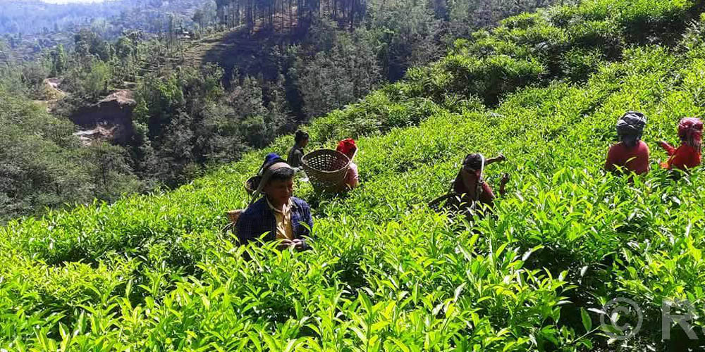 रेशमा चियाको व्यावसायिक उत्पादन सुरु