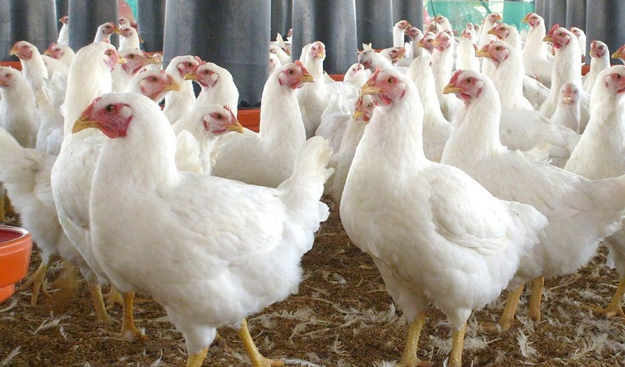 बर्डफ्लु सङ्क्रमणप्रति सचेत हुन आग्रह