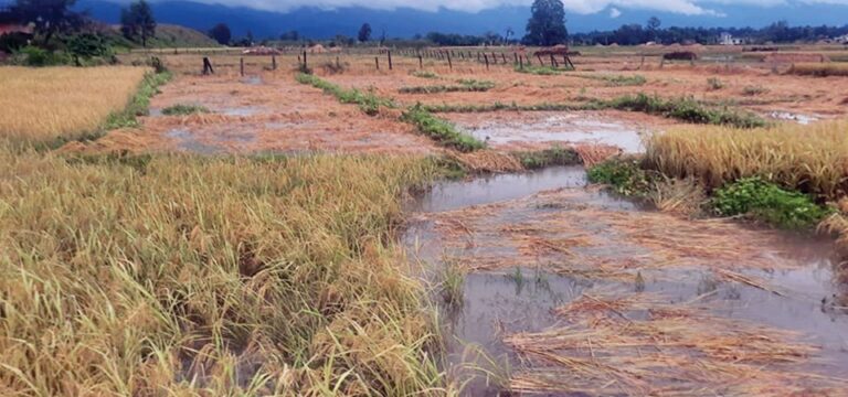 अविरल वर्षाले धानबालीमा क्षति