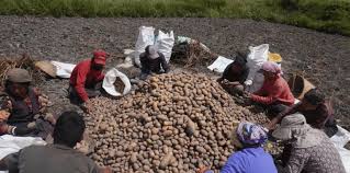 मुस्ताङमा आलुको उत्पादन क्षेत्र विस्तार :   ६२ करोडको ८२ लाख बढीको बिक्री