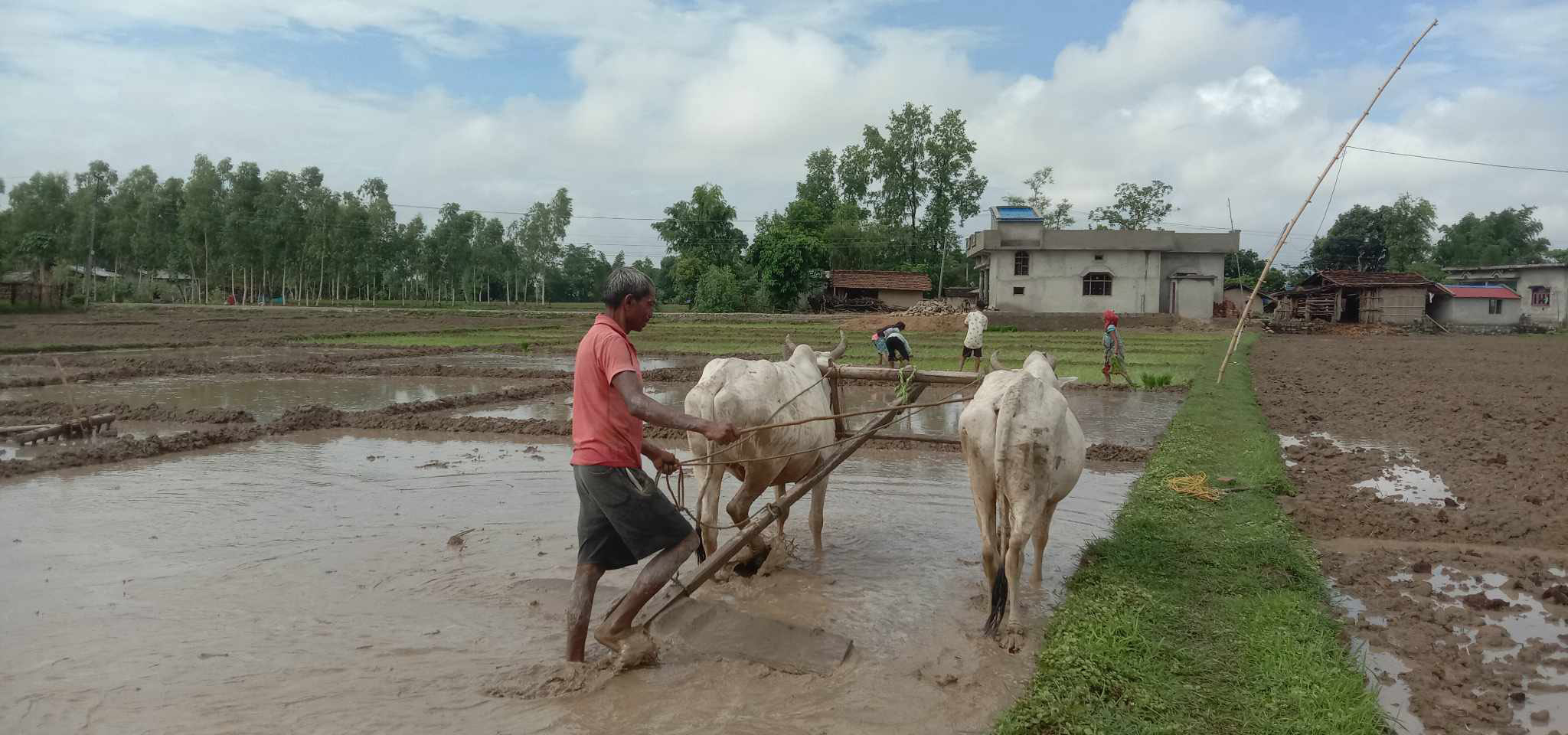 प्रविधिले गोरू विस्थापित