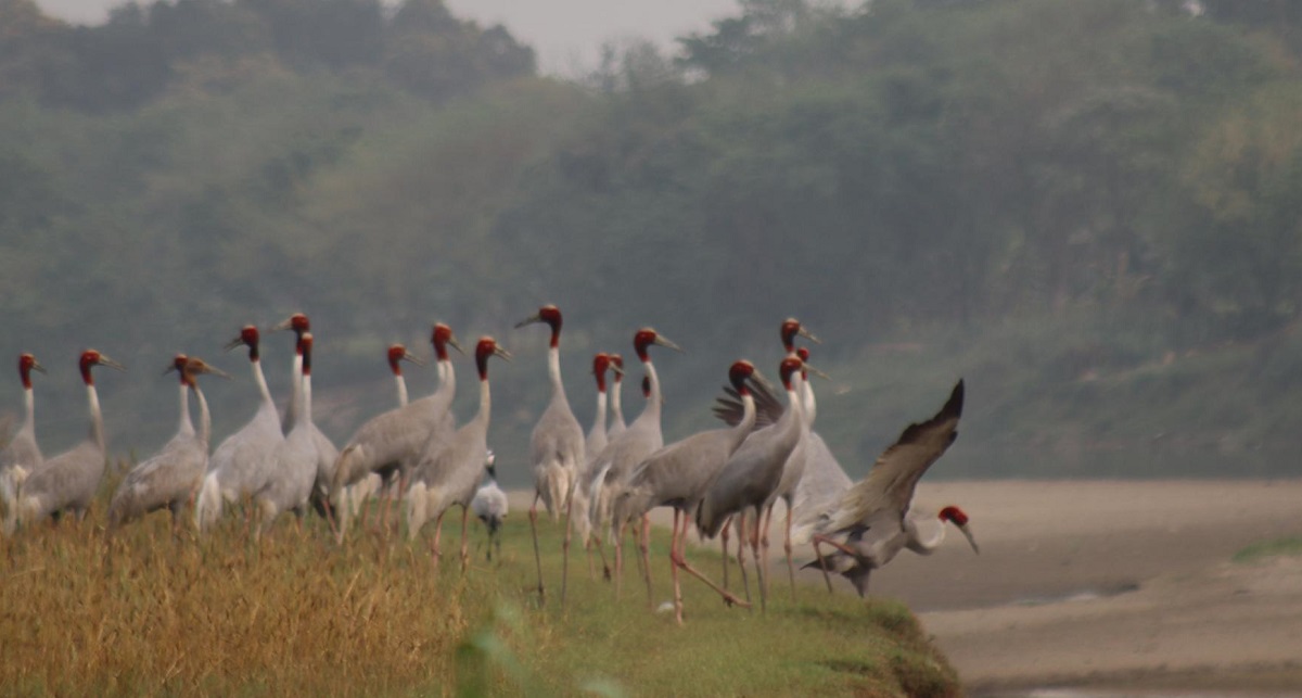 सारसको रोजाइमा लुम्बिनी फस्टाउँदै प्रजनन्स्थल