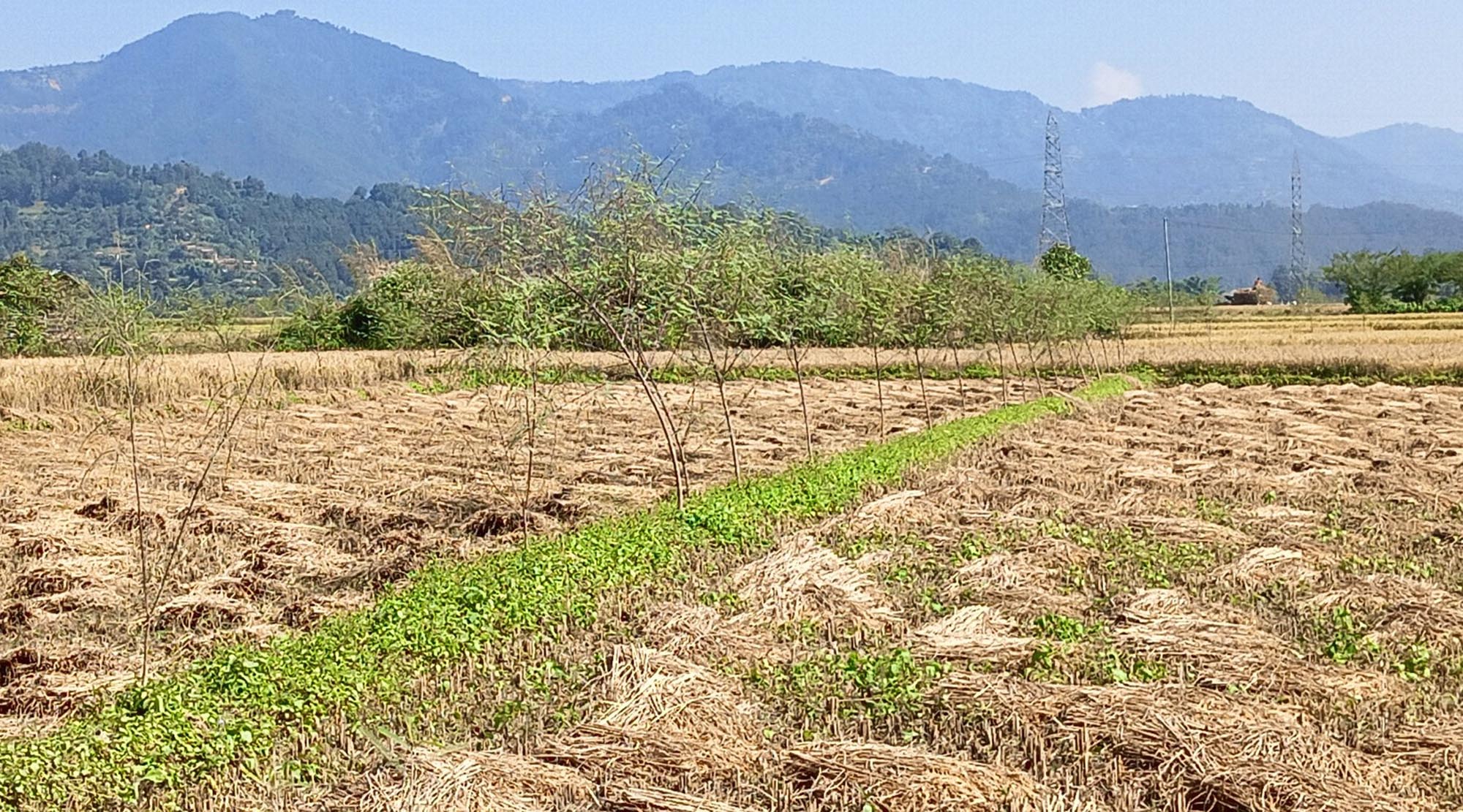 चिन्तामा किसान : स्याहार्ने बेला वर्षाले बिगार्‍यो धान