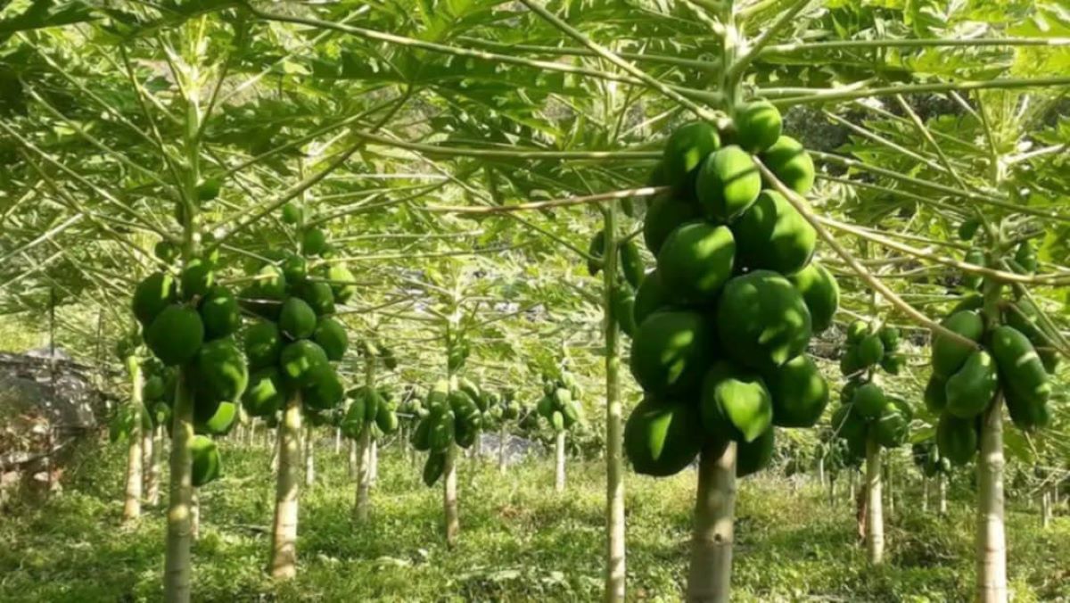 मेवा बिक्रीबाट आम्दानी गर्दैै सहकारी