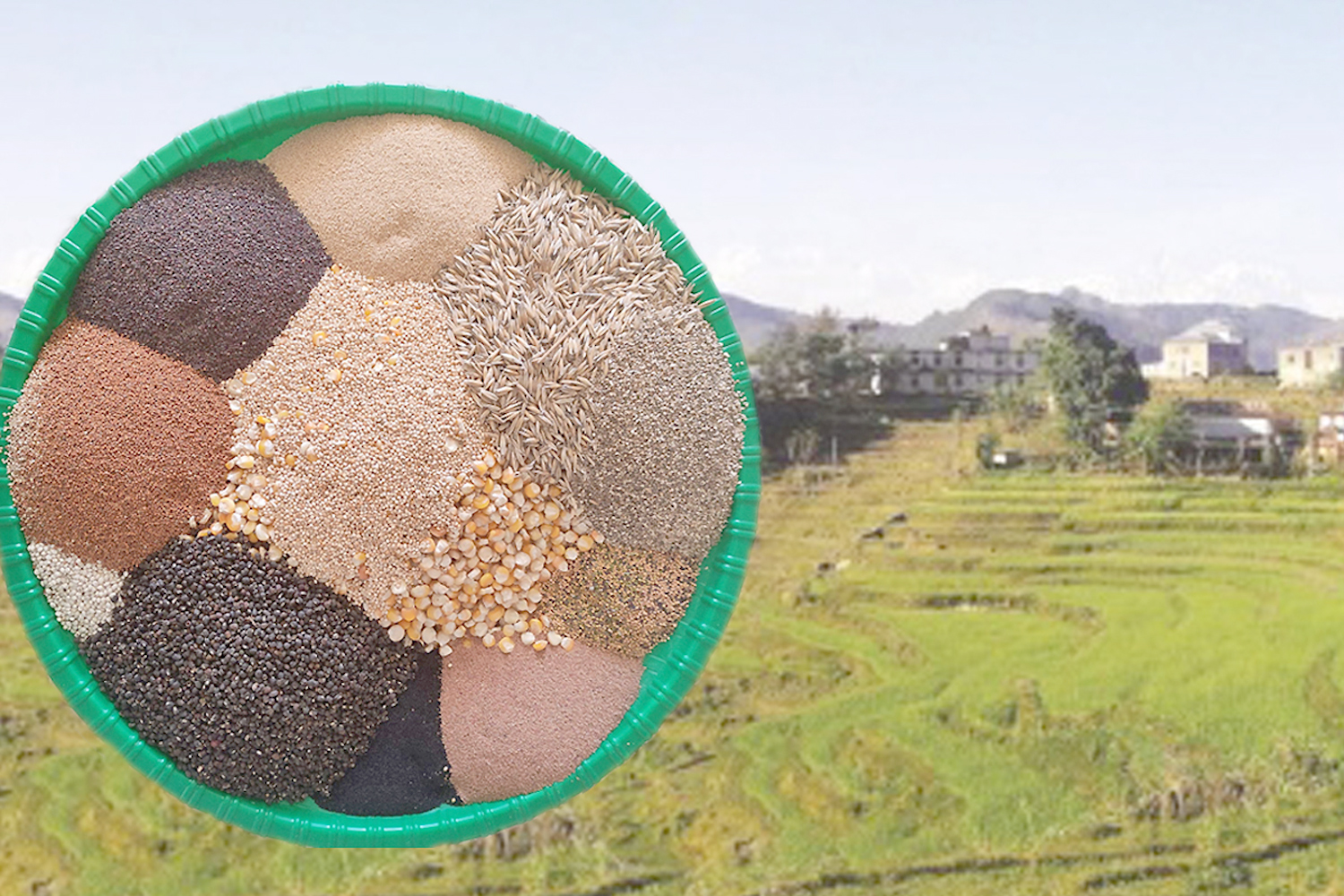 हराउँदै स्थानीय बाली