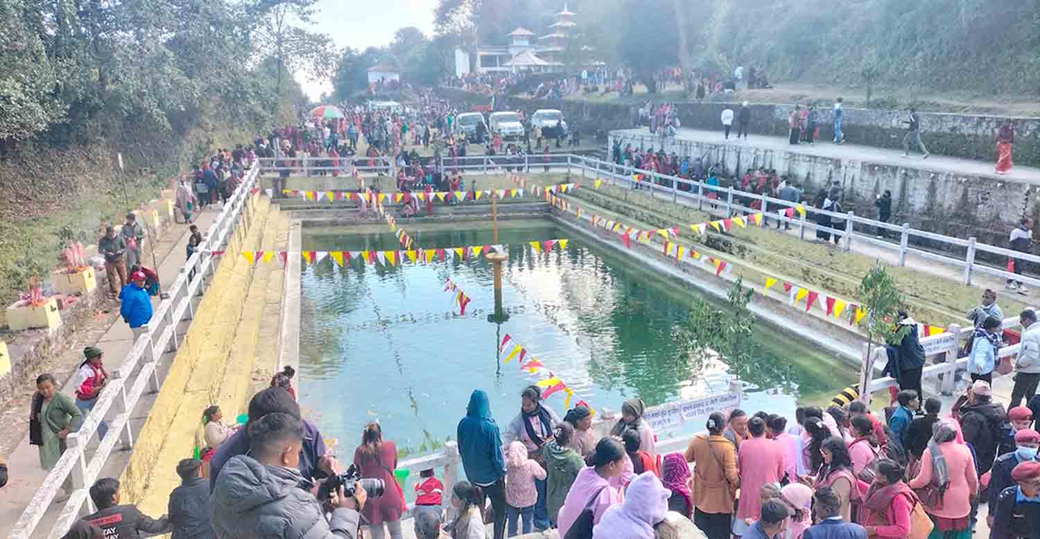 हरिबोधिनी एकादशीमा रेसुङ्गामा पूजा गर्नेको घुइँचो